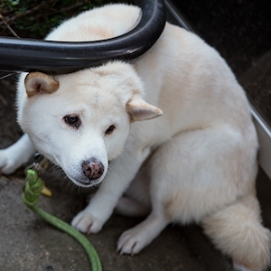 犬アイコン_2